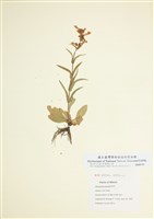 藏品(纖細吊鐘柳)的圖片